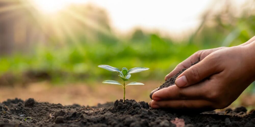 Hands growing plants