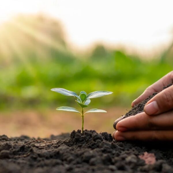 Hands growing plants