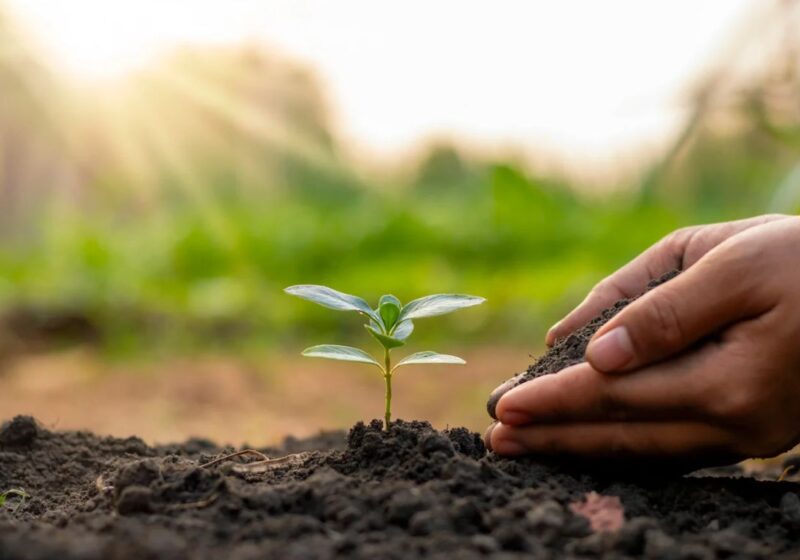 Hands growing plants