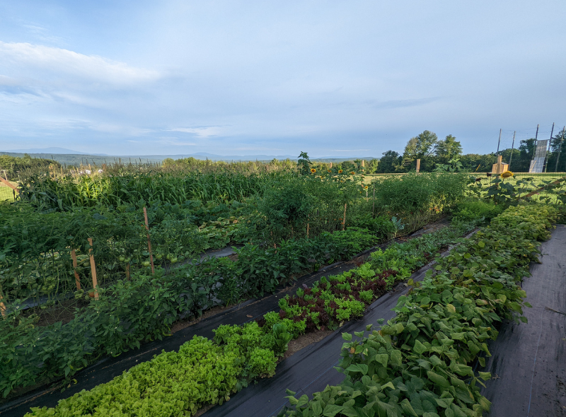 large garden with sunflowers and view of the mountains